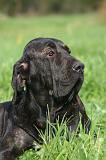 FILA BRASILEIRO 214